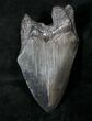 Partial Megalodon Tooth - South Carolina #19055-1